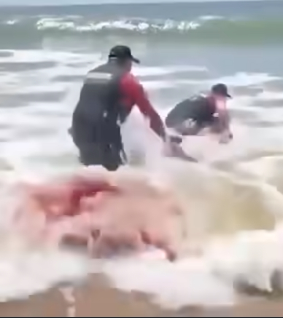 30 minutes ago, a man was bitten and died instantly by a shark because See more